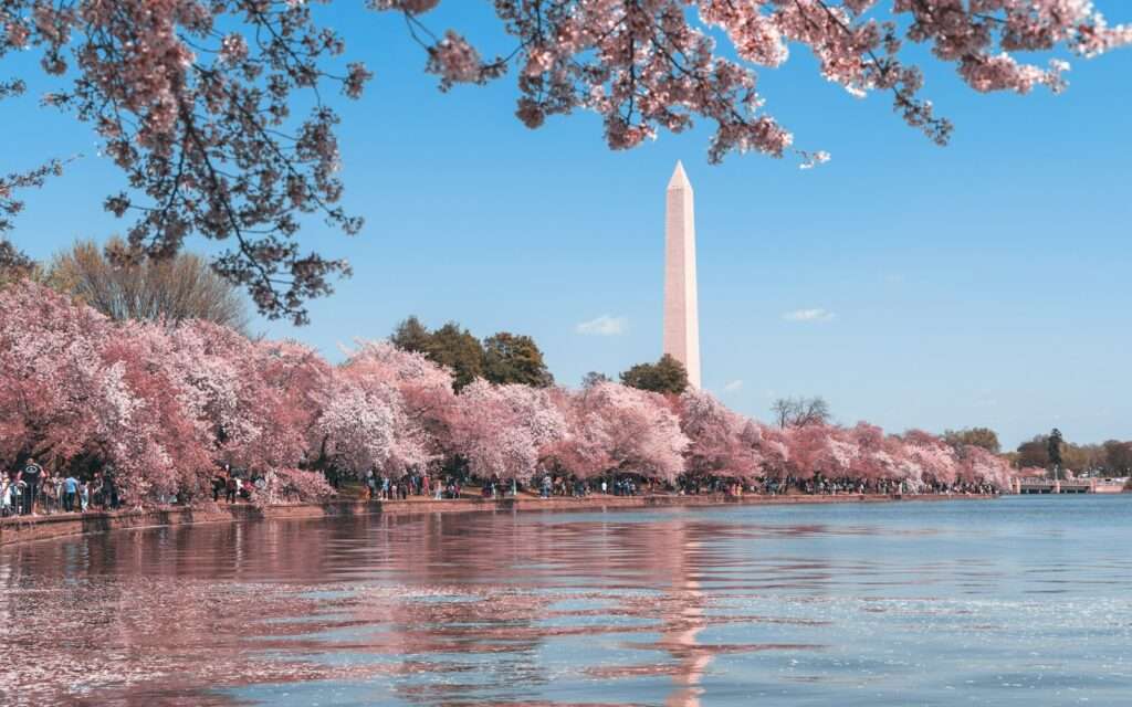 The Washington Monument seen across the Tidal Basin through cherry blossoms